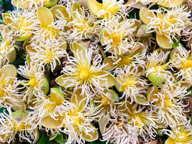 Photo close-up of yellow flower