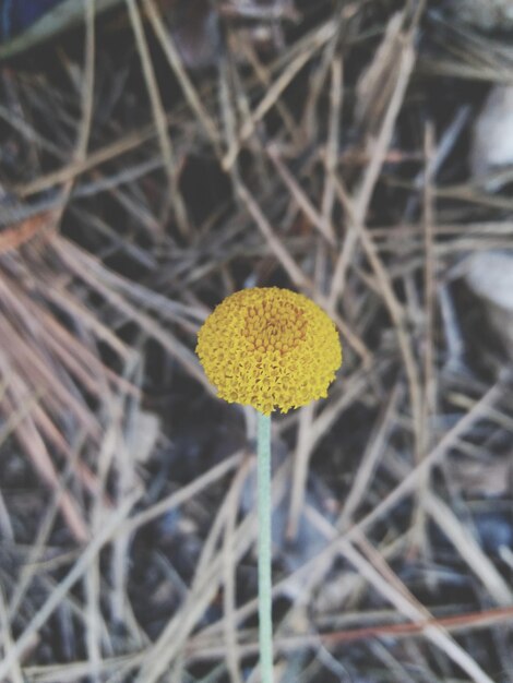 Foto close-up di un fiore giallo