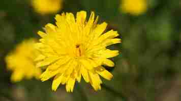 Photo close-up of yellow flower