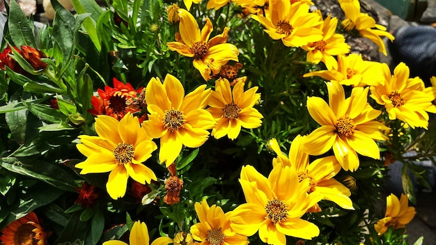 Close-up of yellow flower