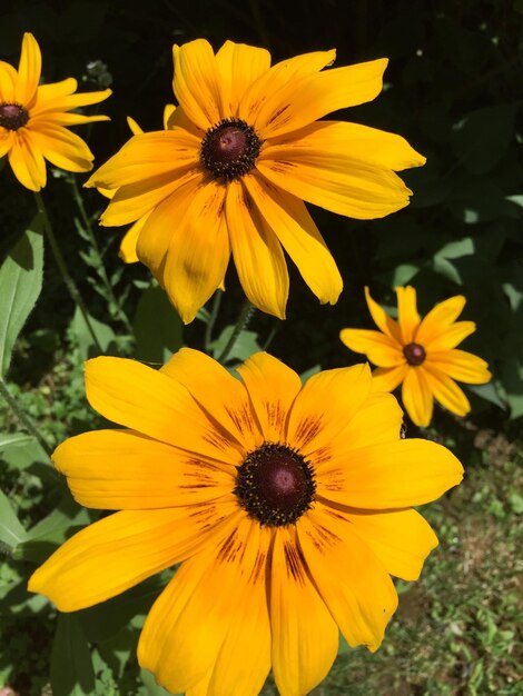 Close-up of yellow flower