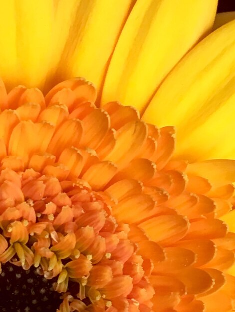 Close-up of yellow flower