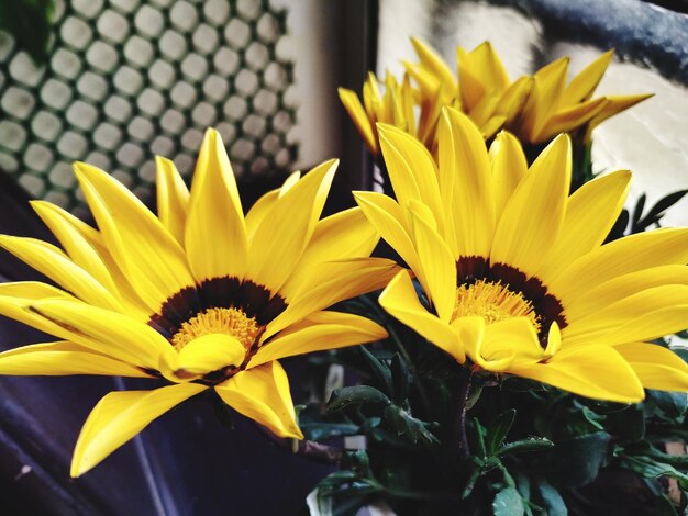 Close-up of yellow flower