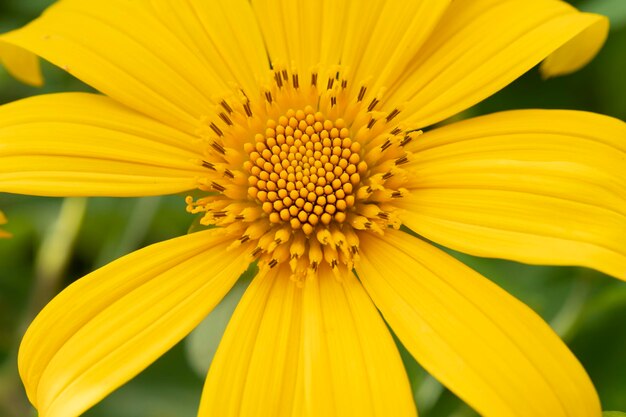 Close-up of yellow flower