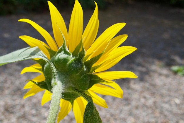 Close-up of yellow flower