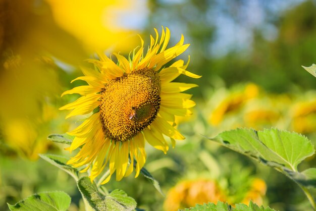 Close-up of yellow flower