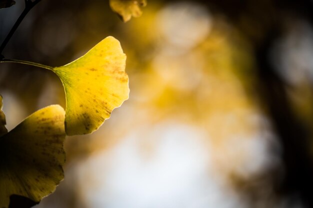 Close-up of yellow flower