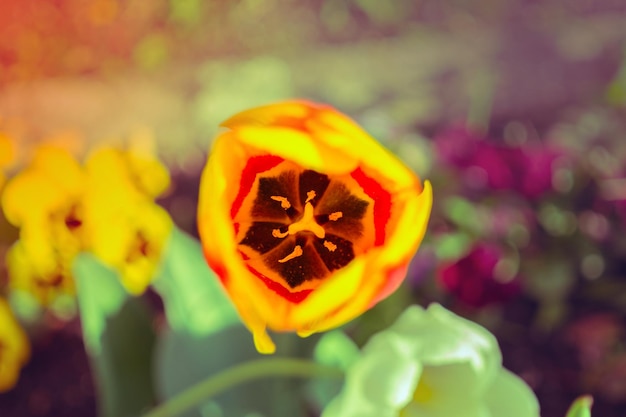 Close-up of yellow flower