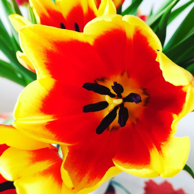 Close-up of yellow flower