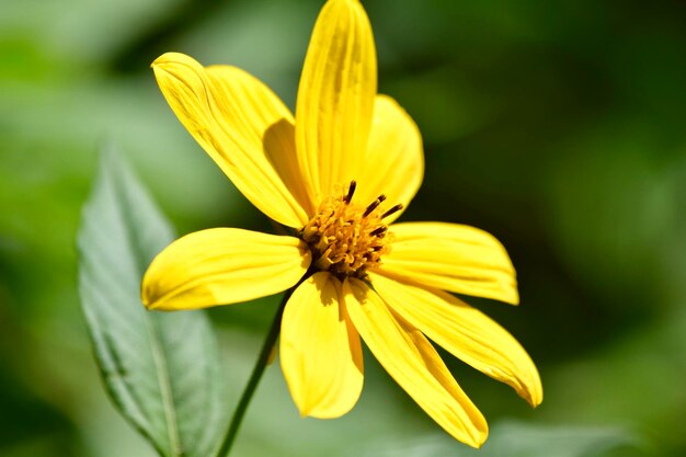 Foto close-up di un fiore giallo