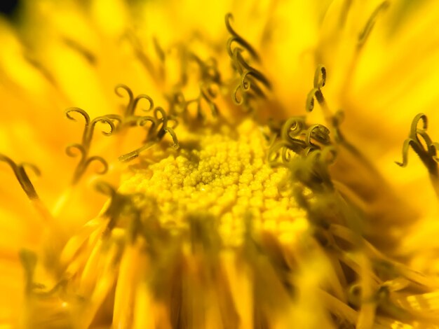 Close-up of yellow flower