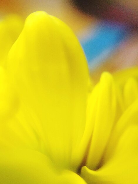 Close-up of yellow flower