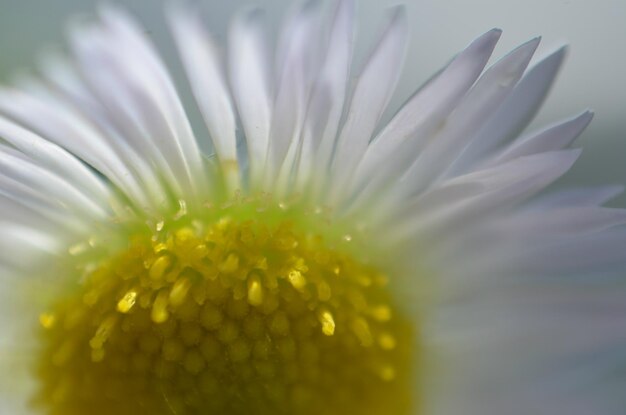 Close-up of yellow flower