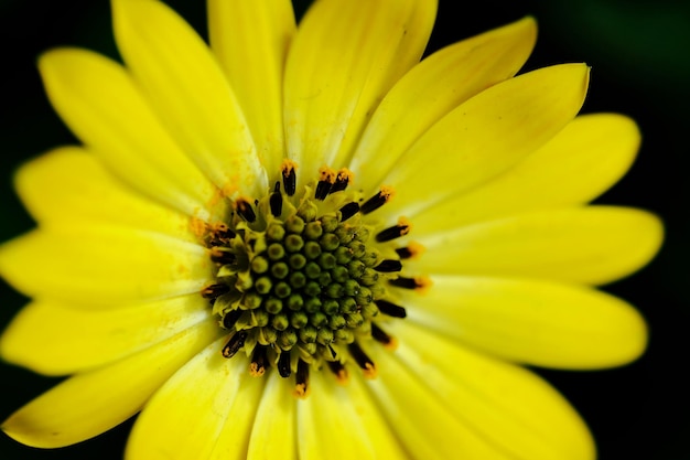 Close-up of yellow flower