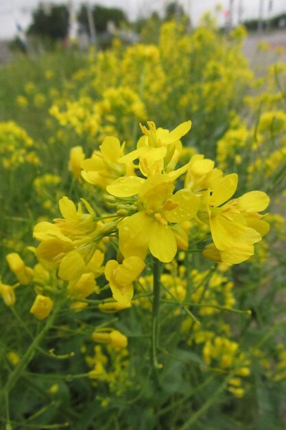 Close-up of yellow flower