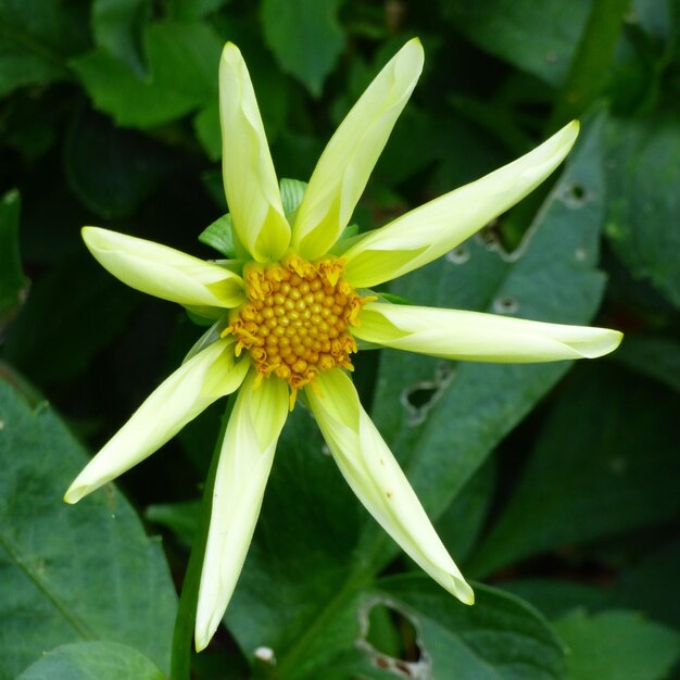 Foto close-up di un fiore giallo