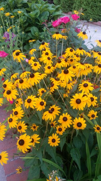 Close-up of yellow flower