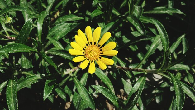 Photo close-up of yellow flower