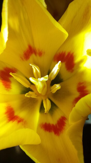 Close-up of yellow flower