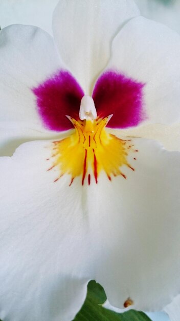 Close-up of yellow flower