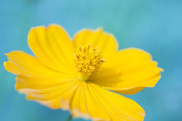 Close-up of yellow flower