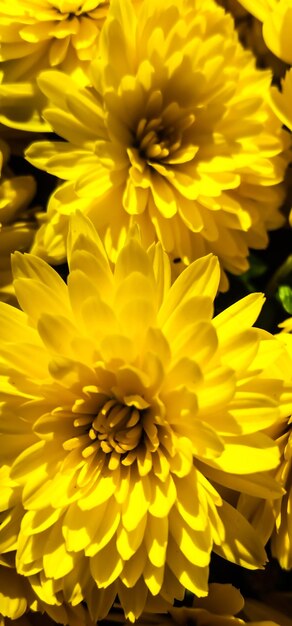 Close-up of yellow flower