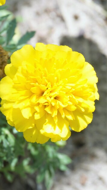 Close-up of yellow flower