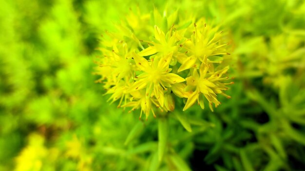 Close-up of yellow flower