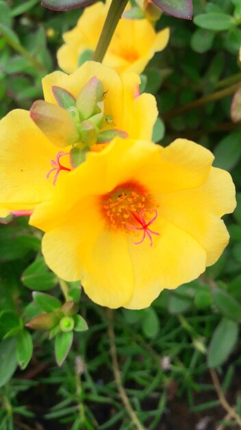 Close-up of yellow flower