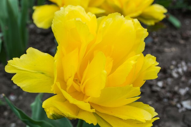 Close-up of yellow flower