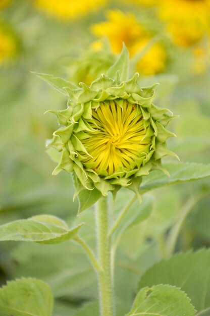 Foto close-up di un fiore giallo