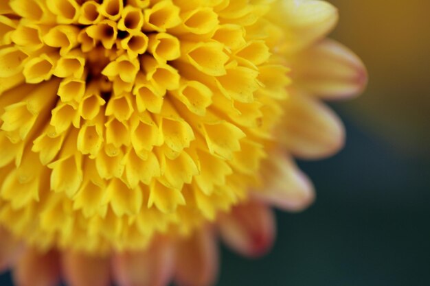 Close-up of yellow flower