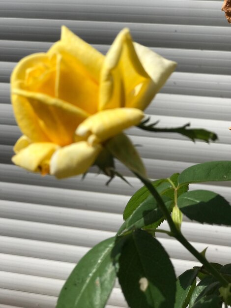 Close-up of yellow flower