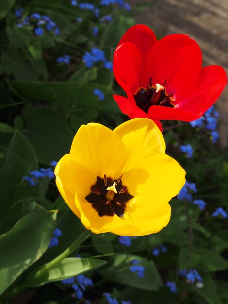 Close-up of yellow flower