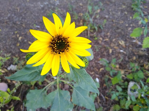 Close-up of yellow flower