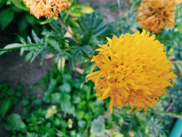 Close-up of yellow flower