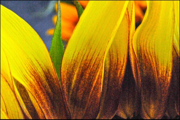 Close-up of yellow flower