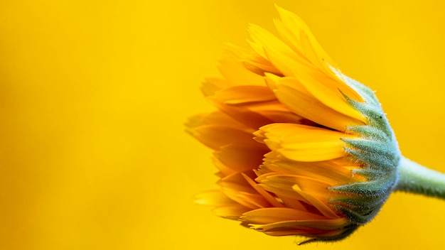 Close-up of yellow flower