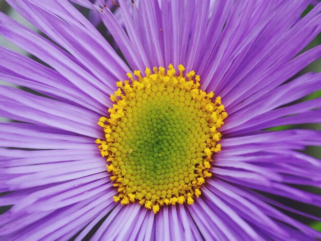 Close-up of yellow flower