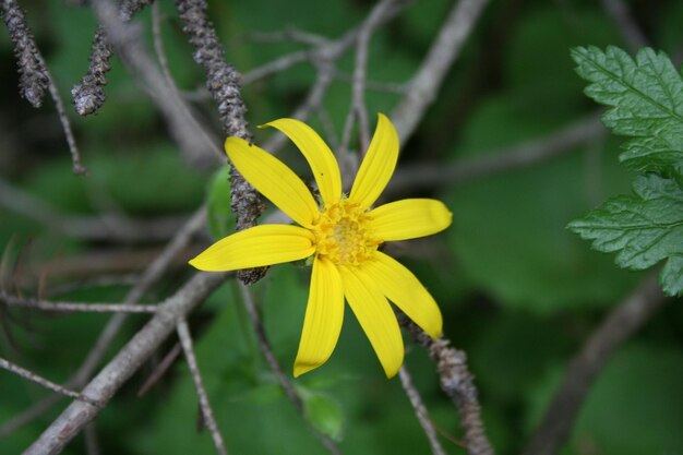 Close-up of yellow flower