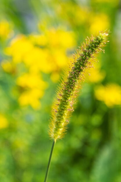 Close-up of yellow flower