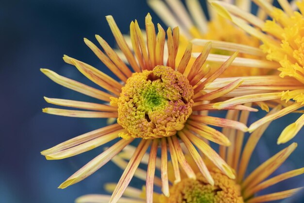 Foto close-up di un fiore giallo