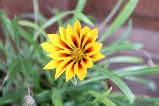 Photo close-up of yellow flower