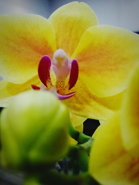 Close-up of yellow flower