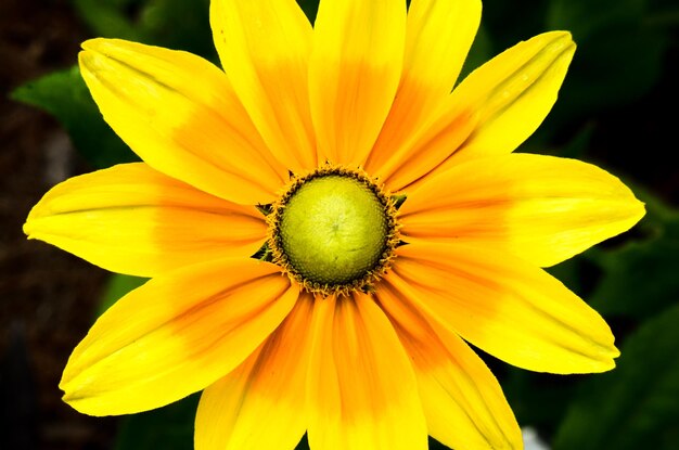 Close-up of yellow flower