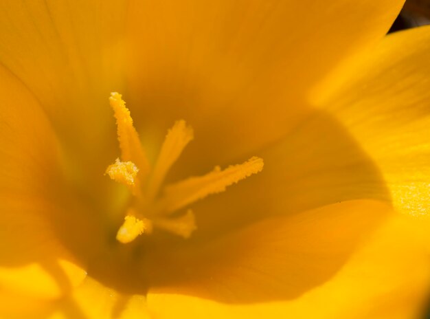 Close-up of yellow flower