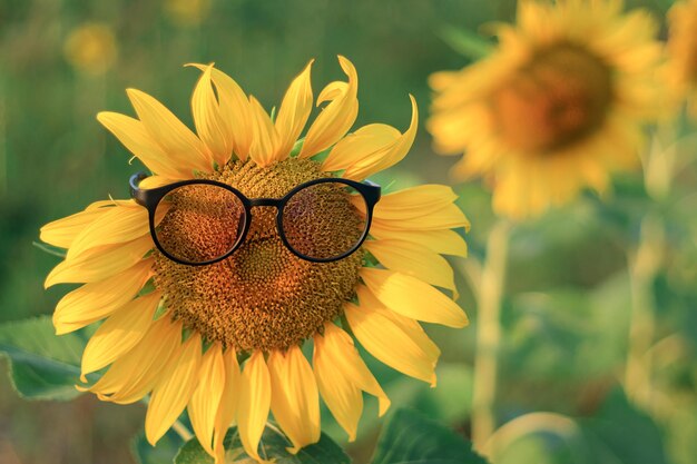 Close-up of yellow flower