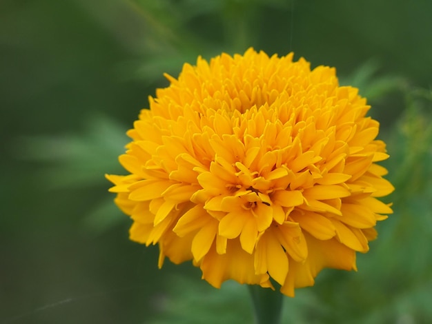 Close-up of yellow flower