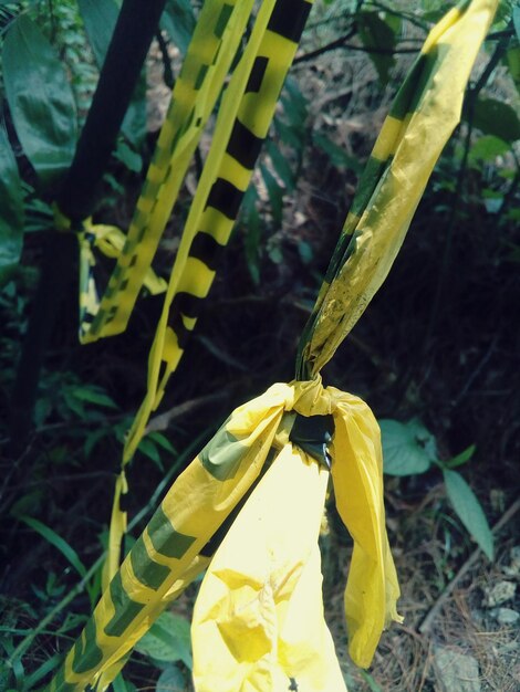 Close-up of yellow flower