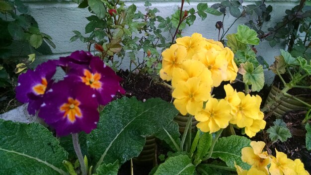 Foto close-up di un fiore giallo